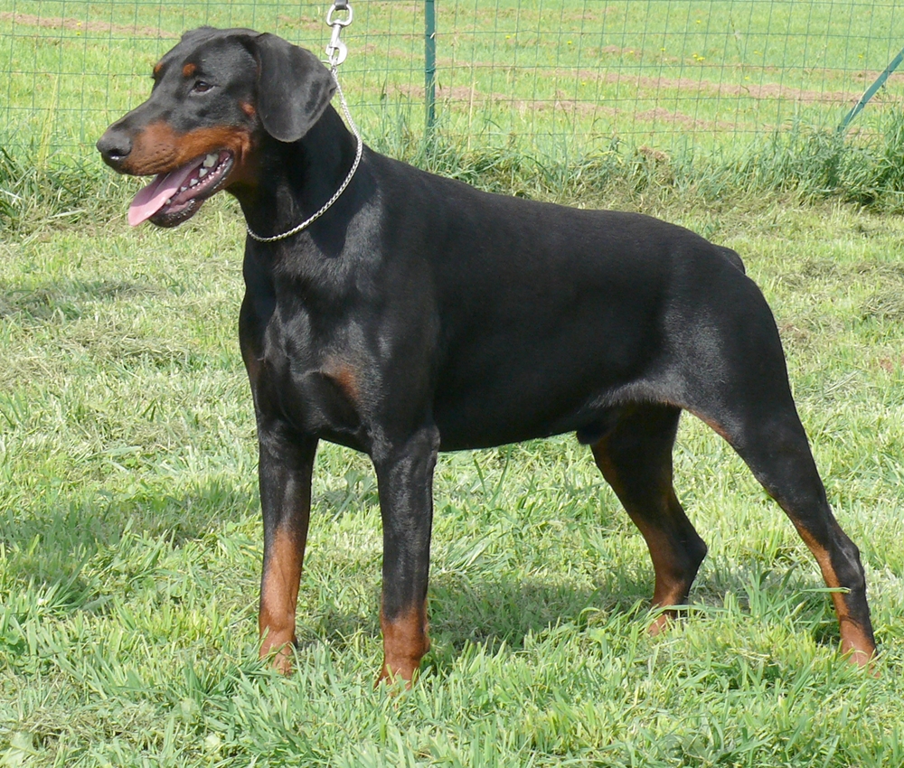 cancer des ovaires conséquences