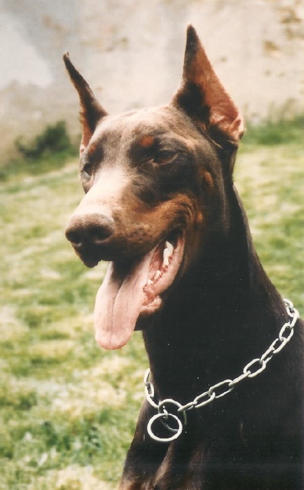 most cancers foie nodule