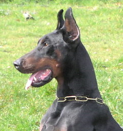 traitement palliatif cancer du foie